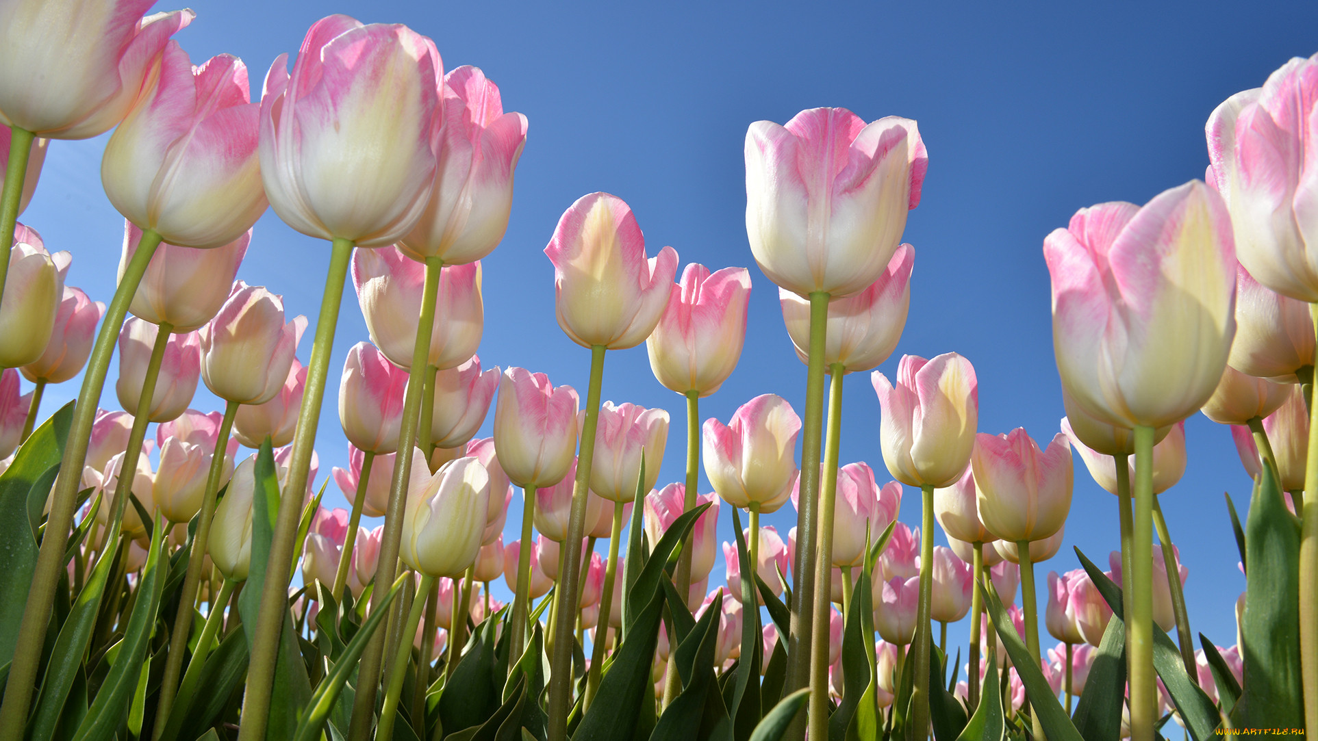 Тюльпаны и небо хорошего качества
